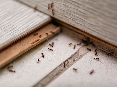 Pest Control Company, Anaheim, CA